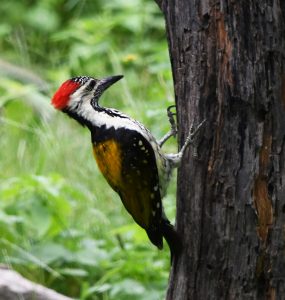 Black-rumped Flameback