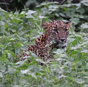 Leopard in the Forest