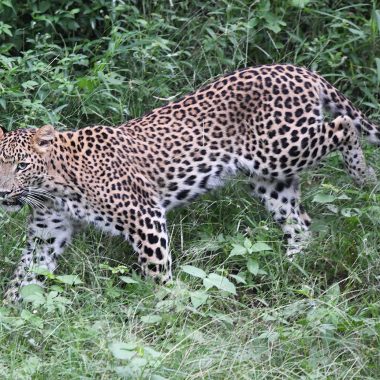 Leopard in Jhalana Forest Reserve