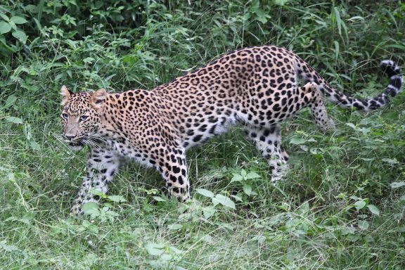 Leopard in Jhalana Forest Reserve