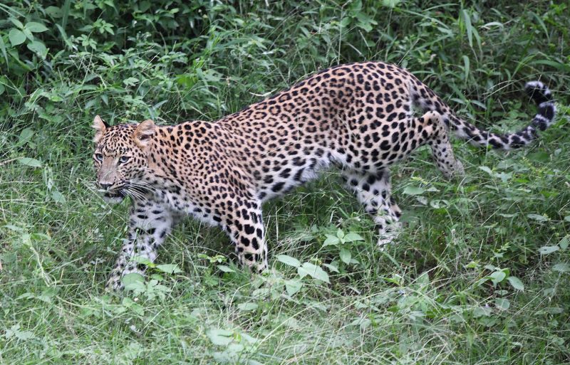 Leopard in Jhalana Forest Reserve